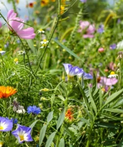 Serendipity Wildflower Mix - 500 Seed Starter Pack - Colorful Butterfly Garden