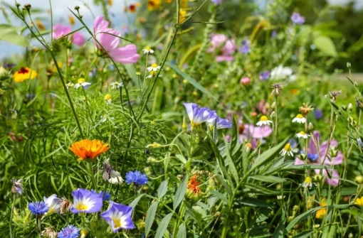 Serendipity Wildflower Mix - 500 Seed Starter Pack - Colorful Butterfly Garden