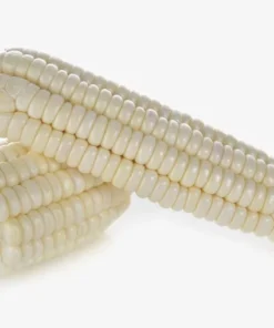 Silver King Corn Seeds - 20 Heirloom Seeds - White Corn - Non-GMO