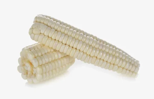 Silver King Corn Seeds - 20 Heirloom Seeds - White Corn - Non-GMO