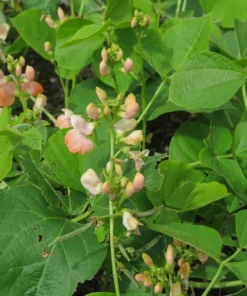 Sunset Runner Bean Seeds - 10 Seeds - Salmon Pink Blossoms - Heirloom, Non-GMO