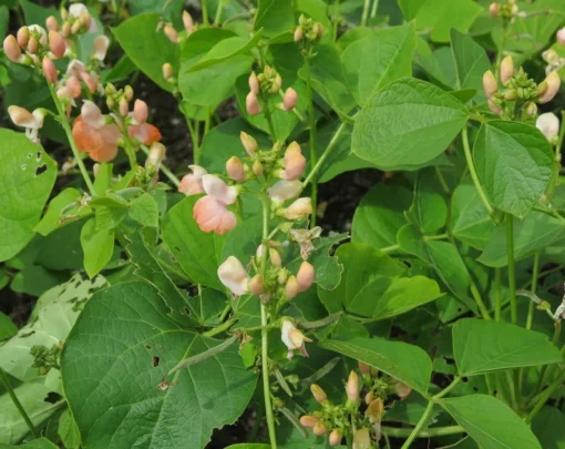 Sunset Runner Bean Seeds - 10 Seeds - Salmon Pink Blossoms - Heirloom, Non-GMO