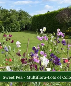 Sweet Pea Multiflora Mix - 20 Seeds - Vibrant Rainbow Blooms - Non-GMO Heirloom