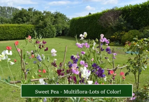 Sweet Pea Multiflora Mix - 20 Seeds - Vibrant Rainbow Blooms - Non-GMO Heirloom