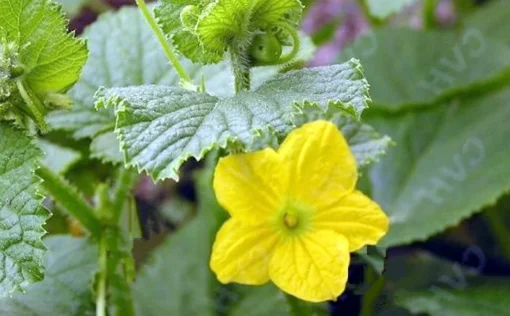 Tendergreen Cucumber Seeds - Heirloom Variety - 20 Seeds - Non-GMO