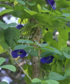 Tropical Flower Seeds, Blue Butterfly Pea, 20 Seeds, Clitoria ternatea, Perfect for Trellis or Groundcover