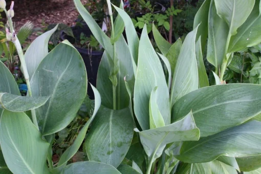 Tropical Flower Seeds Canna Indica 10 Seeds Red Color Ideal for Sun or Shade