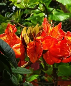 Tropical Heirloom Seeds - African Tulip Tree, 20 Seeds, Spathodea campanulata, Vibrant Flame Flowers