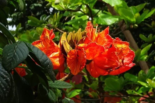 Tropical Heirloom Seeds - African Tulip Tree, 20 Seeds, Spathodea campanulata, Vibrant Flame Flowers