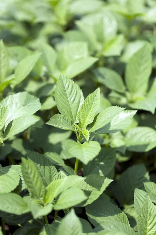 Tropical Herb Seeds - Corchorus Capsularis - 20 Seeds - Rare Ornamental