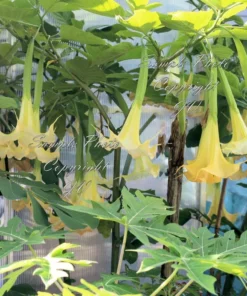 Tropical Seed Yellow Angels Trumpet Seeds 10 Count Cream Yellow Fragrant