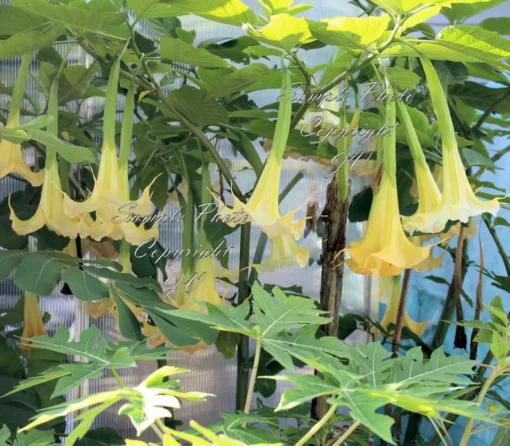 Tropical Seed Yellow Angels Trumpet Seeds 10 Count Cream Yellow Fragrant