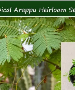 Tropical Seeds Albizia Amara Arappu Plant 10 Seeds Drought Resistant