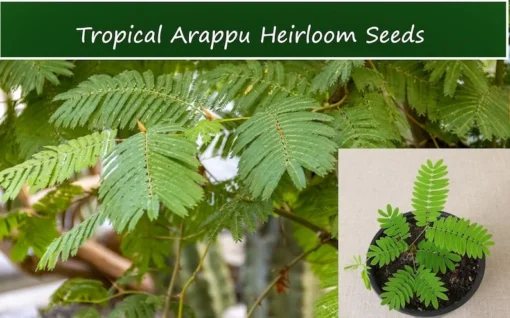 Tropical Seeds Albizia Amara Arappu Plant 10 Seeds Drought Resistant