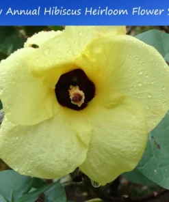 Tropical Seeds Annual Hibiscus 10 Heirloom Seeds Yellow Flowers