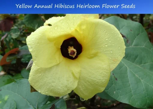 Tropical Seeds Annual Hibiscus 10 Heirloom Seeds Yellow Flowers