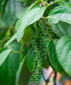 Tropical Seeds Black Pepper Seeds 10 Heirloom Seeds Piper Nigrum