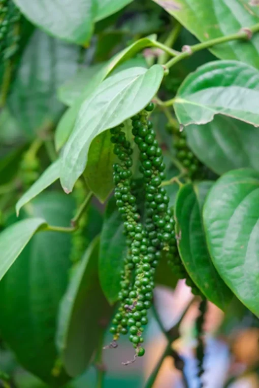 Tropical Seeds Black Pepper Seeds 10 Heirloom Seeds Piper Nigrum