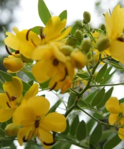 Tropical Seeds Buttercup Tree 10 Heirloom Seeds Cassia corymbosa Yellow Blooms