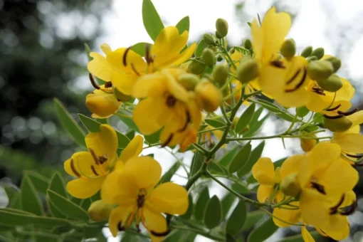 Tropical Seeds Buttercup Tree 10 Heirloom Seeds Cassia corymbosa Yellow Blooms