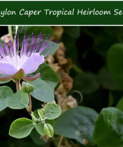 Tropical Seeds Ceylon Caper Heirloom Seeds 10 Pack Pink Flowers