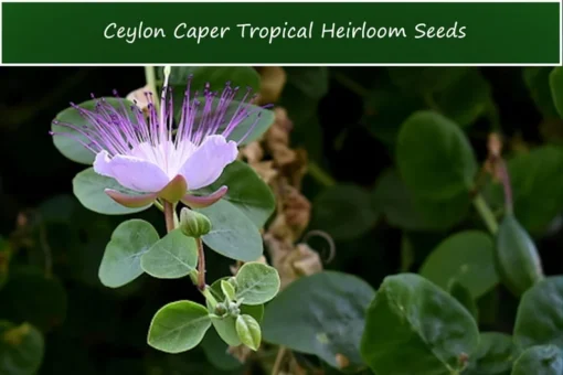 Tropical Seeds Ceylon Caper Heirloom Seeds 10 Pack Pink Flowers