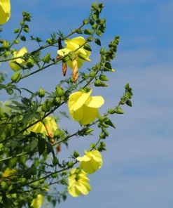 Tropical Seeds Hibiscus Yellow Kenaf Flower Seeds 10 Seeds Rare