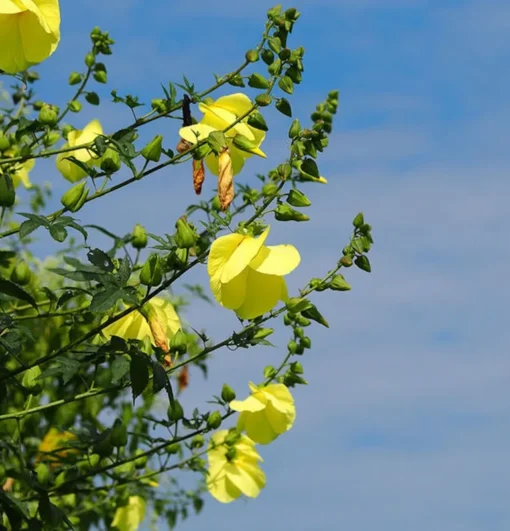 Tropical Seeds Hibiscus Yellow Kenaf Flower Seeds 10 Seeds Rare