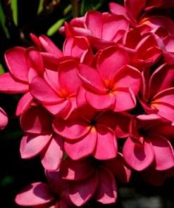 Tropical Seeds Plumeria Rubra 10 Seeds Red Frangipani Hardy Tropical Plant