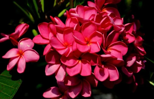 Tropical Seeds Plumeria Rubra 10 Seeds Red Frangipani Hardy Tropical Plant