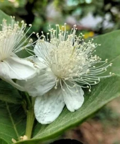 Tropical Seeds Psidium guajava 20 Heirloom Seeds Sweet Pink Fruit