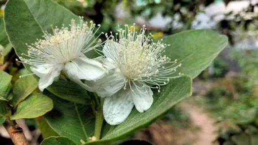 Tropical Seeds Psidium guajava 20 Heirloom Seeds Sweet Pink Fruit