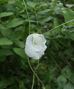 Tropical Seeds Rare Double White Butterfly Pea Seeds 10 Count Clitoria ternatea