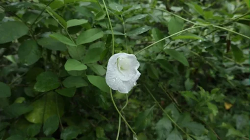 Tropical Seeds Rare Double White Butterfly Pea Seeds 10 Count Clitoria ternatea