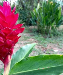 Tropical Seeds Red Flowering Wax Ginger 10 Heirloom Seeds Container Plant