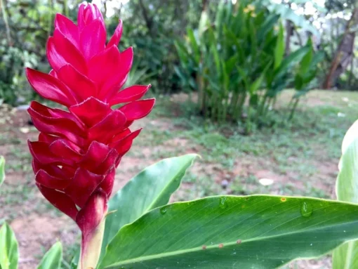 Tropical Seeds Red Flowering Wax Ginger 10 Heirloom Seeds Container Plant