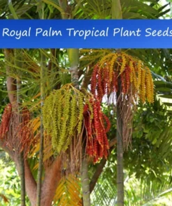 Tropical Seeds Royal Palm Heirloom Seeds 20 Pack Unique Greenery