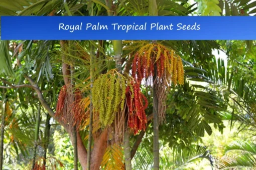 Tropical Seeds Royal Palm Heirloom Seeds 20 Pack Unique Greenery