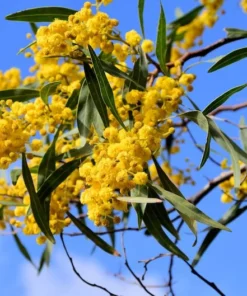 Tropical Seeds Silver Wattle 20 Seeds Acacia dealbata Fast Growing Tree