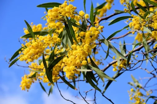 Tropical Seeds Silver Wattle 20 Seeds Acacia dealbata Fast Growing Tree