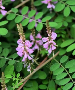 Tropical Seeds True Indigo Heirloom 20 Seeds Bright Green Leaves