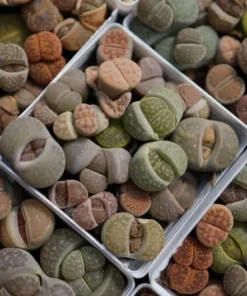 12 pieces Lithops - Live Succulent