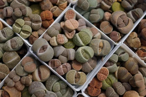 12 pieces Lithops - Live Succulent