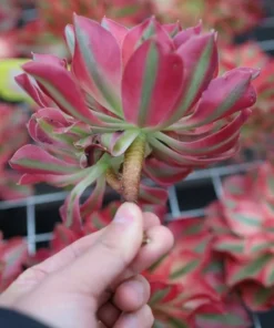 Aeonium Pink Witch, Rare Live Succulent