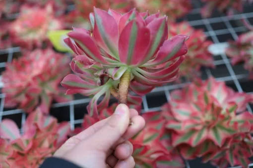 Aeonium Pink Witch, Rare Live Succulent