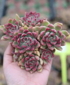 Echeveria Arzee, Rare Live Succulent