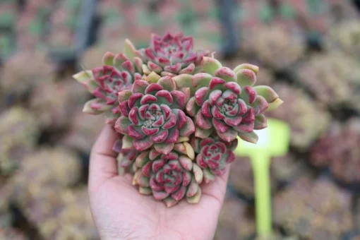 Echeveria Arzee, Rare Live Succulent