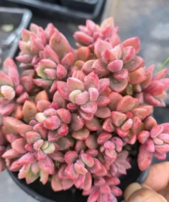 Echeveria Echeveria Rezry Cluster , Rare Live Succulent