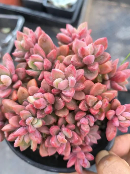 Echeveria Echeveria Rezry Cluster , Rare Live Succulent