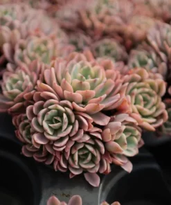 Echeveria Hoveyi Variegated - Live Succulent